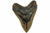 Fossil Megalodon Tooth - North Carolina #221823-1